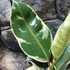 Kép 2/5 - Ficus elastica 'Tineke'