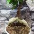Kép 5/9 - Ficus Ginseng bonsai