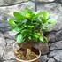 Kép 6/9 - Ficus Ginseng bonsai
