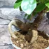 Kép 7/9 - Ficus Ginseng bonsai