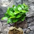 Kép 9/9 - Ficus Ginseng bonsai