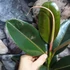 Kép 4/5 - Ficus elastica Melany