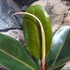 Kép 2/5 - Ficus elastica Melany