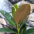Kép 3/5 - Ficus elastica Melany