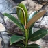 Kép 5/5 - Ficus elastica Melany