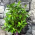 Kép 3/6 - Ficus Benjamina 'Natasja' leértékelt, esztétikai hibás