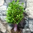 Kép 4/6 - Ficus Benjamina 'Natasja' leértékelt, esztétikai hibás
