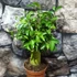 Kép 5/6 - Ficus Benjamina 'Natasja' leértékelt, esztétikai hibás