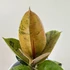 Kép 1/5 - Ficus elastica 'Shivereana'
