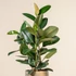 Kép 1/6 - Ficus elastica Robusta
