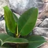 Kép 6/6 - Ficus elastica Robusta