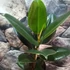 Kép 4/6 - Ficus elastica Robusta