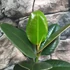 Kép 5/6 - Ficus elastica Robusta