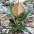 Kép 2/6 - Ficus elastica Robusta