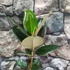 Kép 3/6 - Ficus elastica Robusta