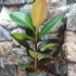 Kép 2/6 - Ficus elastica Robusta