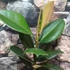 Kép 3/6 - Ficus elastica Robusta
