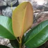 Kép 4/6 - Ficus elastica Robusta