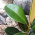 Kép 5/6 - Ficus elastica Robusta