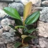 Kép 6/6 - Ficus elastica Robusta