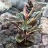 Kép 2/7 - Ficus elastica Belize