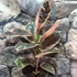 Kép 3/7 - Ficus elastica Belize