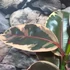 Kép 4/7 - Ficus elastica Belize