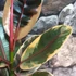 Kép 5/7 - Ficus elastica Belize