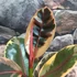 Kép 6/7 - Ficus elastica Belize