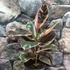 Kép 7/7 - Ficus elastica Belize