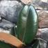 Kép 5/7 - Ficus Elastica 'Abidjan'