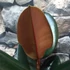 Kép 6/7 - Ficus Elastica 'Abidjan'