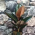 Kép 3/7 - Ficus Elastica 'Abidjan'