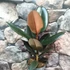 Kép 7/7 - Ficus Elastica 'Abidjan'