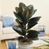 Kép 1/7 - Ficus Elastica 'Abidjan'