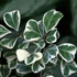 Kép 1/6 - Ficus triangularis 'Sweetheart'