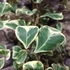 Kép 3/6 - Ficus triangularis 'Sweetheart'