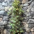 Kép 4/6 - Ficus triangularis 'Sweetheart'