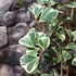 Kép 5/6 - Ficus triangularis 'Sweetheart'