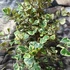 Kép 6/6 - Ficus triangularis 'Sweetheart'