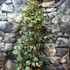 Kép 2/6 - Ficus triangularis 'Sweetheart'