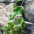 Kép 2/6 - Ficus pumila white Sunny