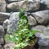 Kép 3/6 - Ficus pumila white Sunny