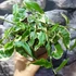Kép 4/6 - Ficus pumila white Sunny