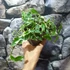 Kép 5/6 - Ficus pumila white Sunny