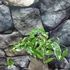 Kép 6/6 - Ficus pumila white Sunny