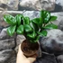 Kép 1/6 - Zamioculcas Zenzi