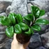 Kép 4/6 - Zamioculcas Zenzi