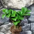 Kép 5/6 - Zamioculcas Zenzi