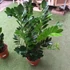 Kép 7/11 - Zamioculcas zamiifolia nagy